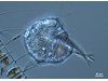 Photo of Sabellariidae
